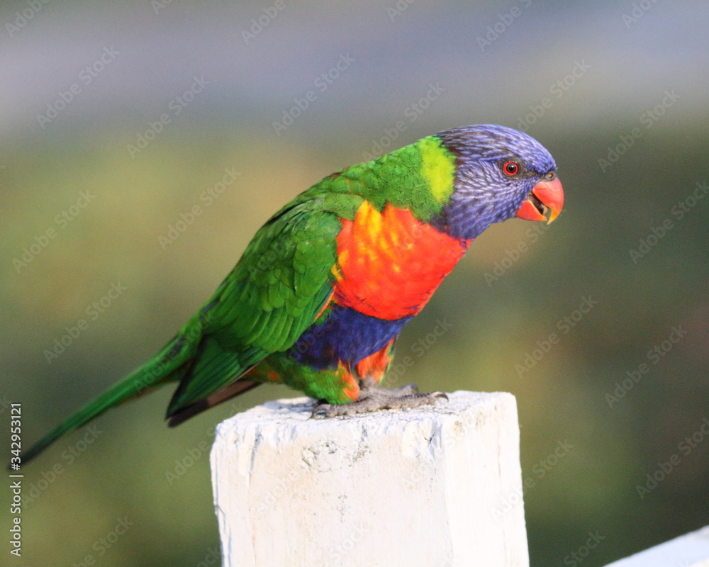 Naklejka premium Rainbow Lorikeet on a post