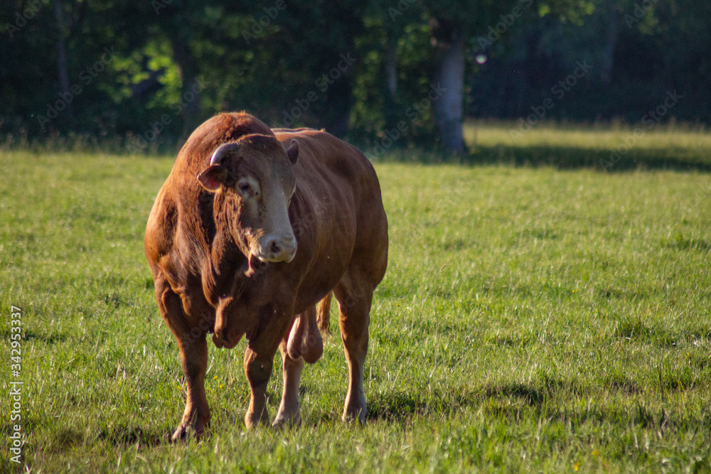 Fototapeta premium very impressive Limousin bull in a meadow