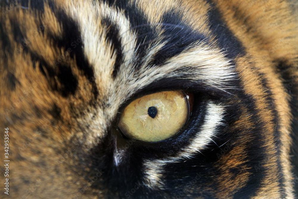 Bengal Tigers Eye