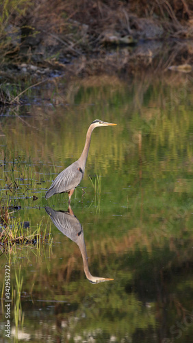 A Great Blue Heron  Ardea herodias  reflecting in the surface of a pond  shot in Kitchener  Ontario.