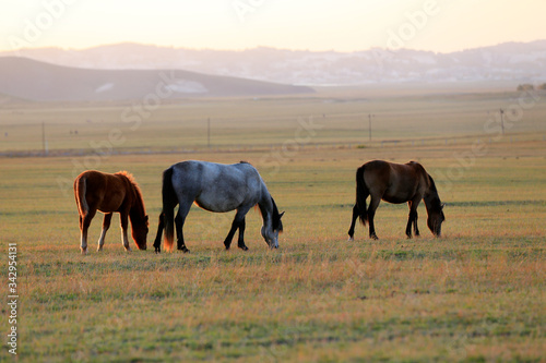 Many horses graze on the hillside in autumn