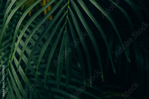 Abstract dark tropical leaf background © Nos