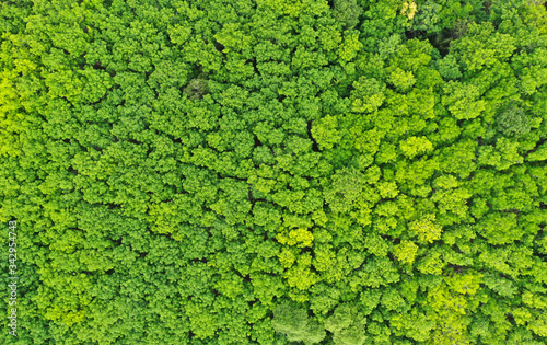Aerial top view of summer green trees in forest background,Thailand © kathayut