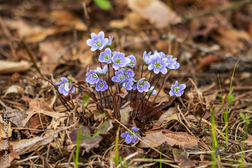 Small patch of wild round-lobed hepatica flowers photo