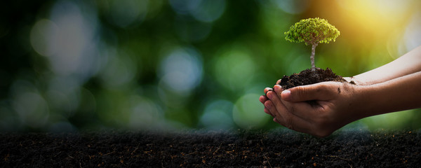 World environment day and save environment concept, close up hand holding soil with seedling plant or small tree with dark ground, save and protect earth concept