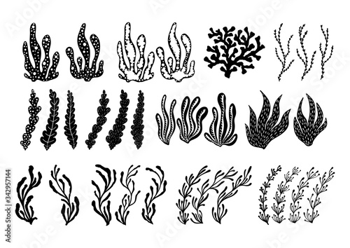 Hand drawn sea plants and aquarium seaweed silhouette set. Vector illustration isolated on a white background.