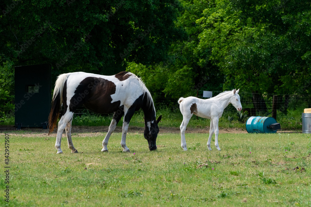 Paint horse mare and while colt Paint horse mare and while colt
