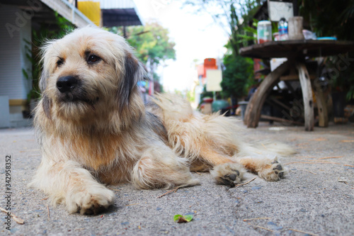 Dog waiting for his master down on the road front of  house