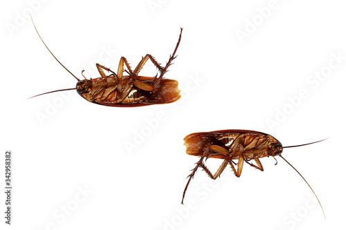 Close-up cockroach isolated on white background