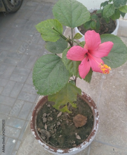 flower in pot