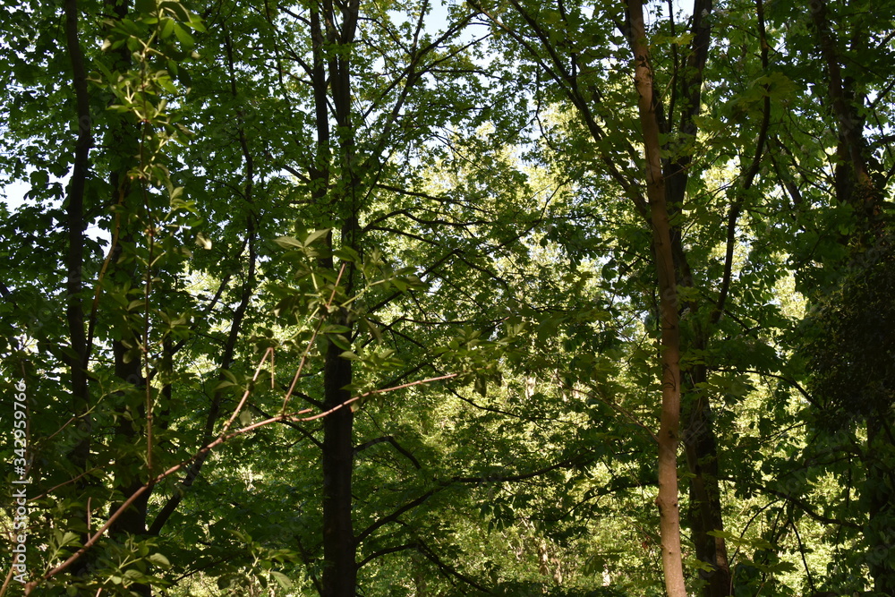 Fototapeta premium Königswinter Drachenfels