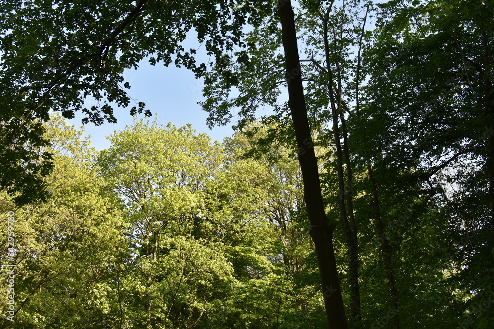 Fototapeta premium Königswinter Drachenfels im April