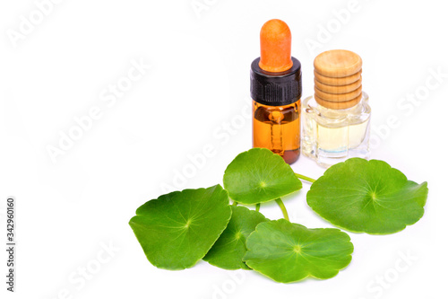 Closeup Gotu Kola leaves ( Asiatic pennywort, Indian pennywort, Centella asiatica ) and bottle of essential oil extract isolated on white background. Tropical medical herbal plant concept. Copy space.