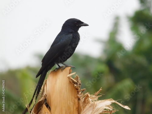 asian koel, cuckoo, koyal,eudynamys, pacificoel, indian koyel photo