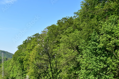 Königswinter Drachenfels im April