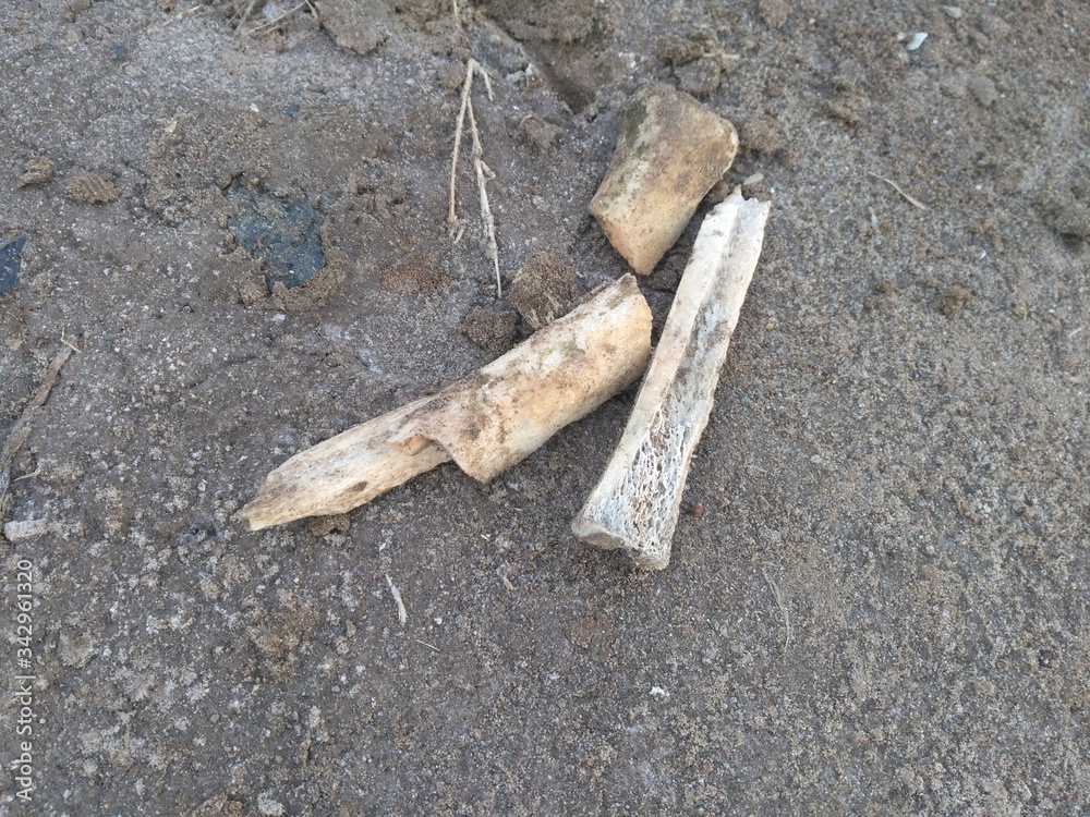 Obraz premium bones in the sand