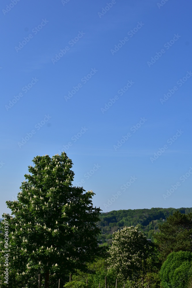 Obraz premium Baum mit blauem Himmel