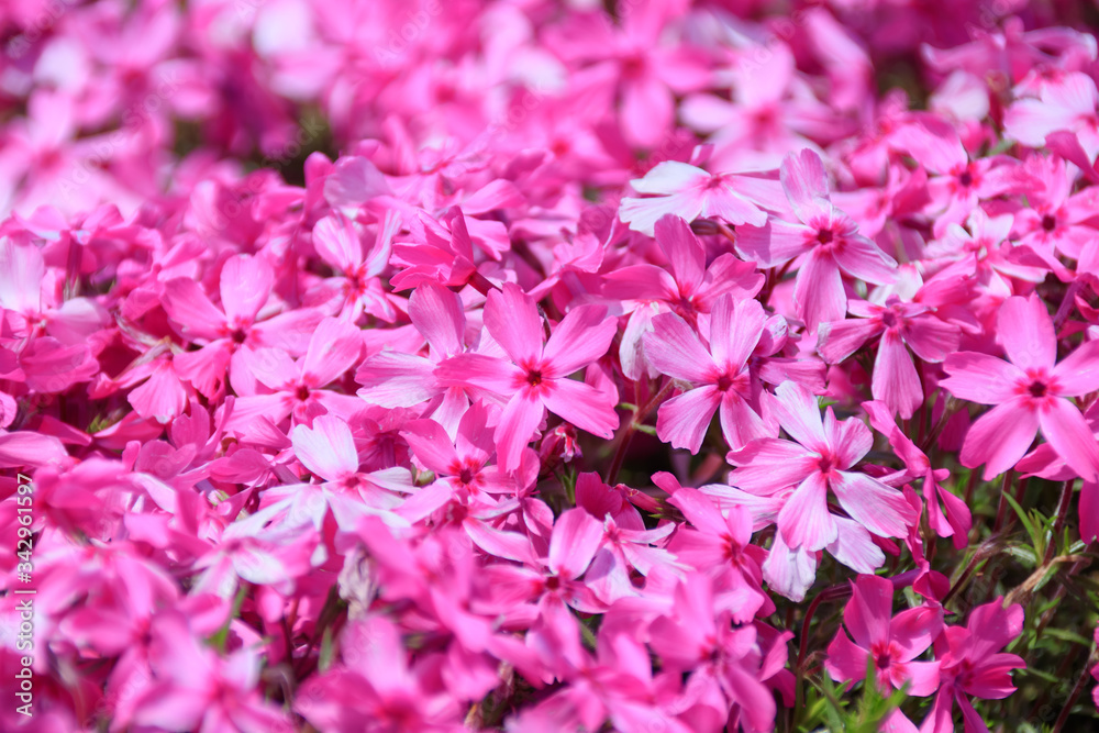 芝桜　松本つつじ園　長崎県大村市　 Moss phlox Nagasaki Oomura city