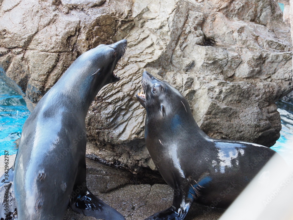 Naklejka premium Futro foka