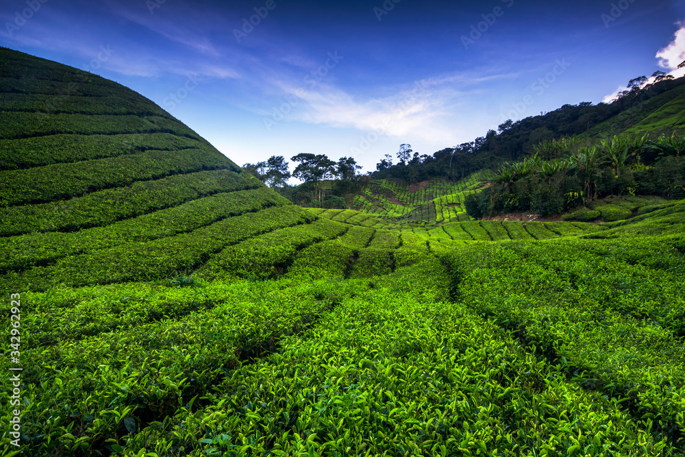 tea plantation tea plantation