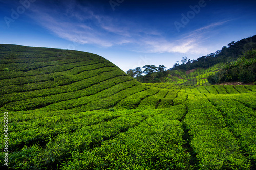 tea plantation