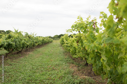Vineyard dedicated to wine production in Carmelo, Uruguay photo