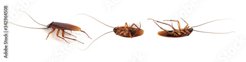 Cockroaches,Dead cockroaches isolated on white background