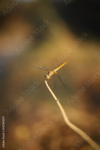 dragonfly on a branch