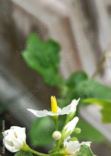 Flower
