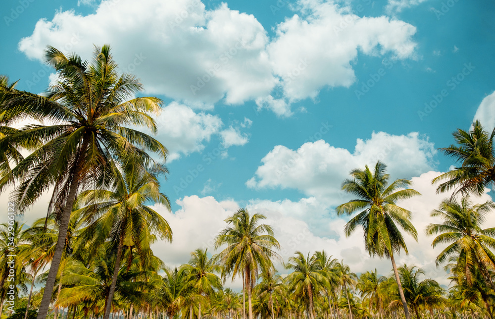 Beautiful seaside tropical beach background. Coconut palm tree and cloud over blue sky. summer vacation background concept. vintage tone