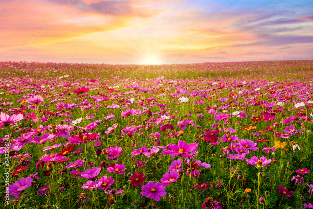 Beautiful and amazing of cosmos flower field landscape in sunset. nature wallpaper  background. Stock Photo | Adobe Stock