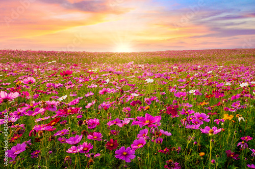 Beautiful and amazing of cosmos flower field landscape in sunset. nature wallpaper background.