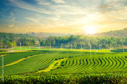 Green tea plantation landscape in the morning. organic agriculture in countryside. © jakkapan
