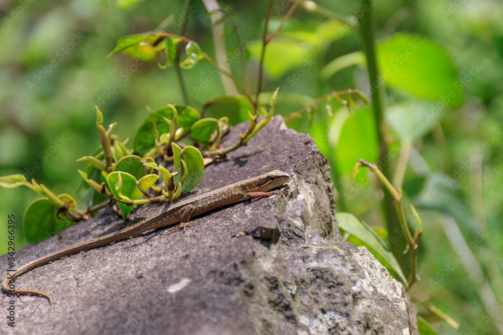 Obraz premium ニホンカナヘビ Japanese grass lizard