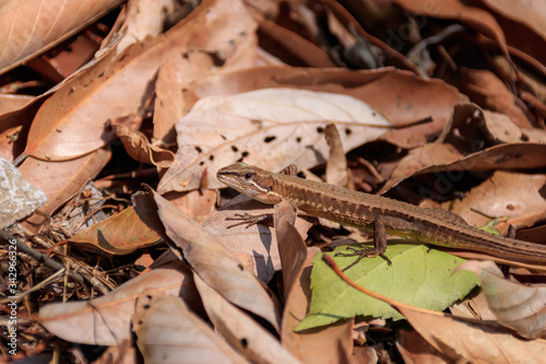 ニホンカナヘビ Japanese grass lizard