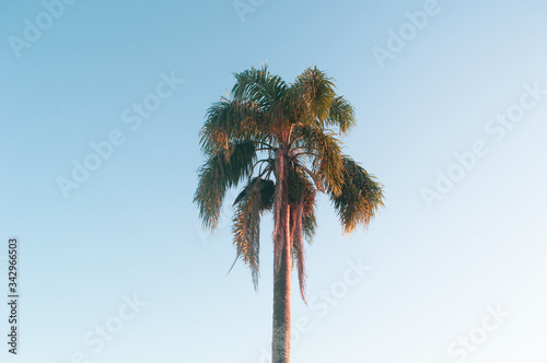 Fototapeta Naklejka Na Ścianę i Meble -  palm tree against blue sky
