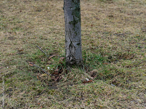 Aspen tree grows in the park