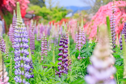                                                          Lupine Nagasaki Oomura city