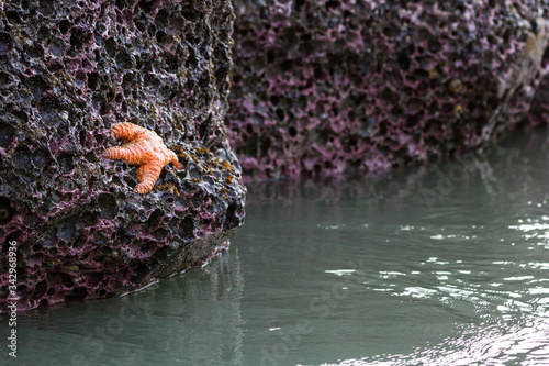 Orange ochre sea star in Oregon photo