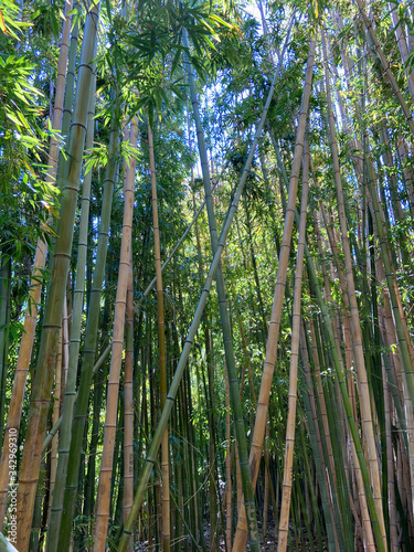 Tall beautiful bamboos