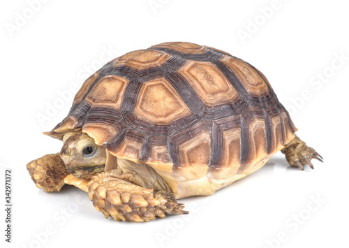 turtle isolated on white background © supia