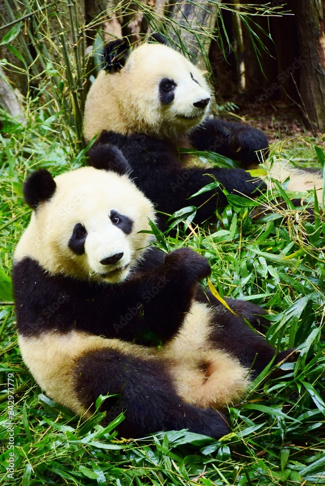 Fototapeta premium 成都ジャイアントパンダ繁殖研究基地