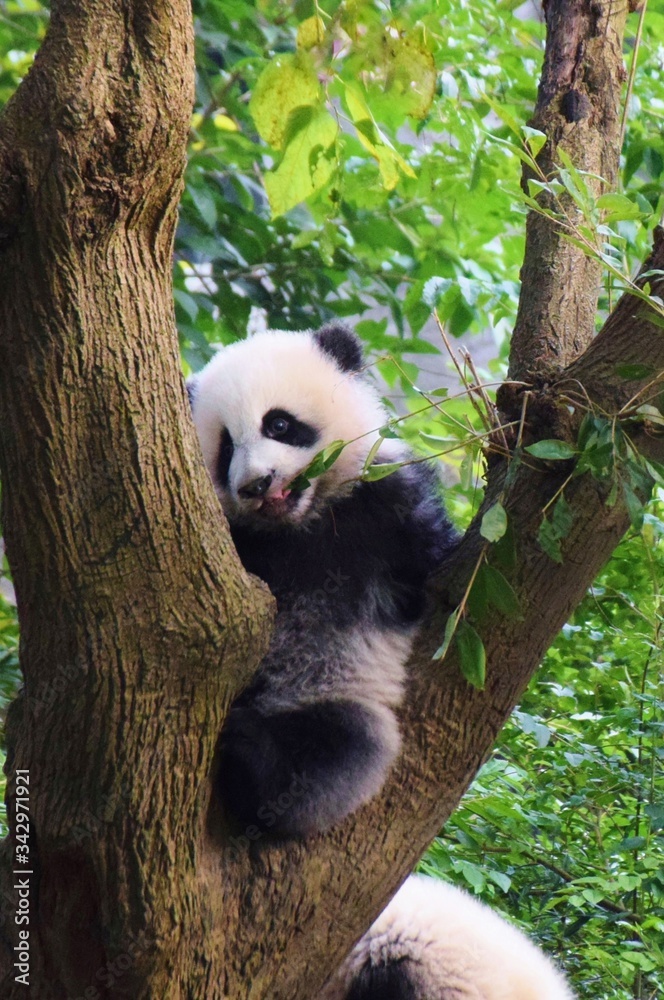 Obraz premium 成都ジャイアントパンダ繁殖研究基地