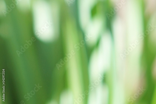 green leaves close up texture blur defocused Floral full frame background. greenery backdrop. copy space