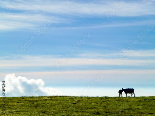 長野県 美ヶ原 放牧牛と夏風景 © travel