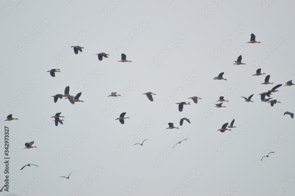 Fototapeta premium birds in flight,wild ducks
