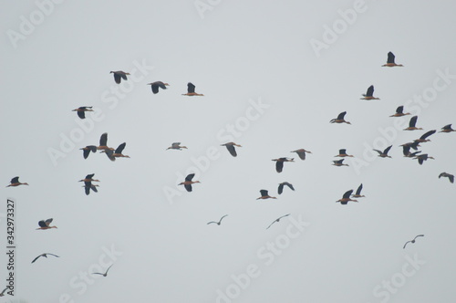 birds in flight,wild ducks