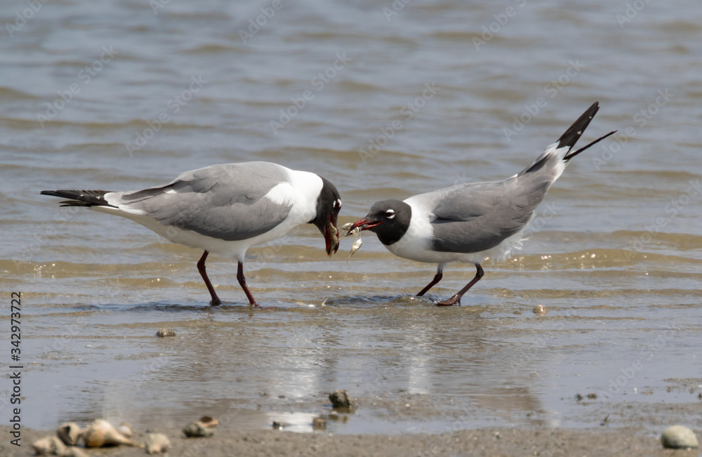 The couple of laughing gulls (Leucophaeus atricilla) performing mating ritual, Galveston, Texas The couple of laughing gulls (Leucophaeus atricilla) performing mating ritual, Galveston, Texas