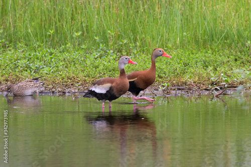 Two black-bellied whistling ducks (Dendrocygna autumnalis)  photo