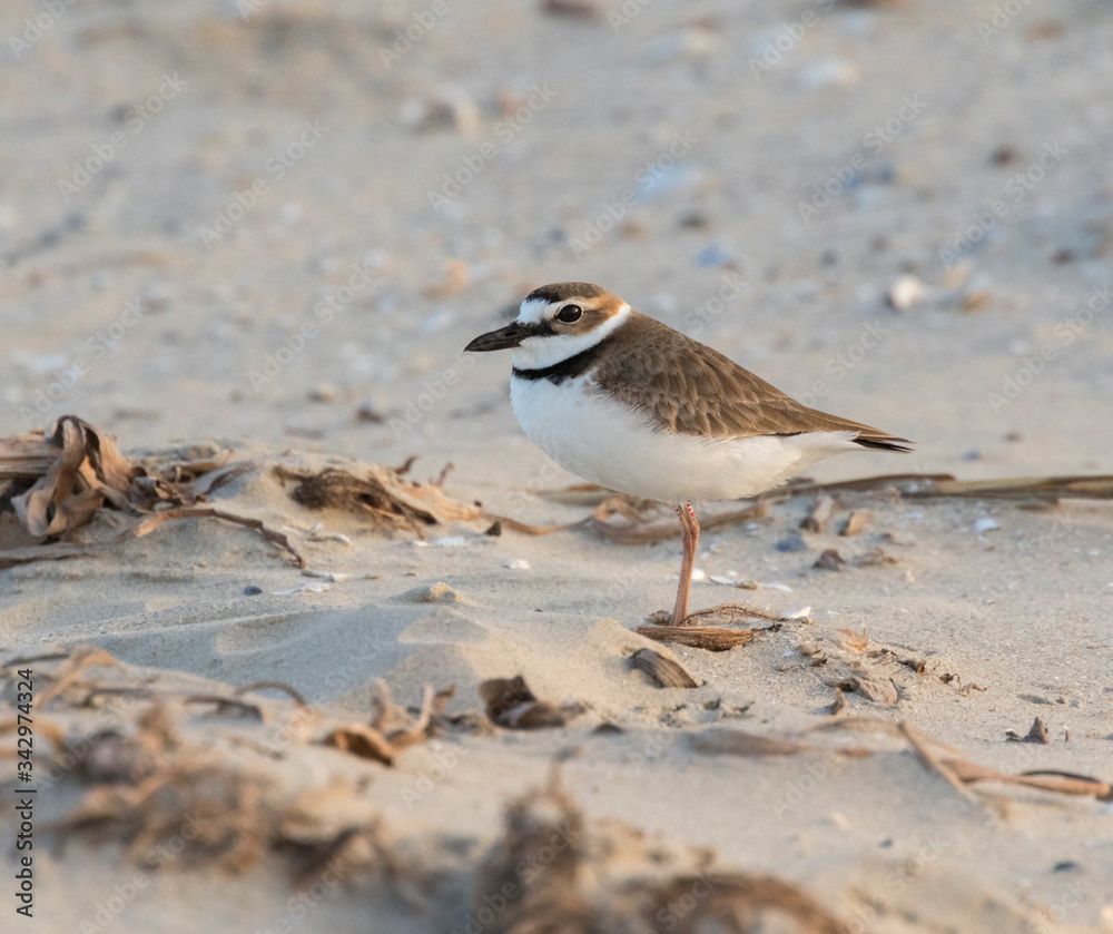 Wilson's plover on the sand beach, Galveston, Texas Wilson's plover on the sand beach, Galveston, Texas
